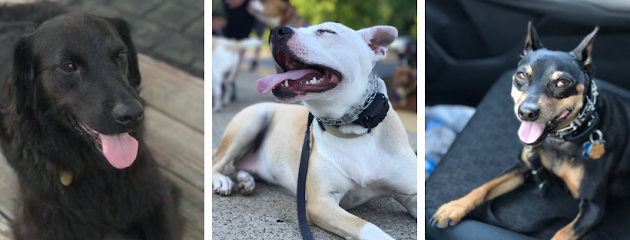 New Tricks Dog Training