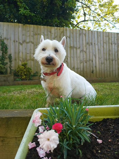 Sarahs 1 to 1 Dog Sitting Plymouth