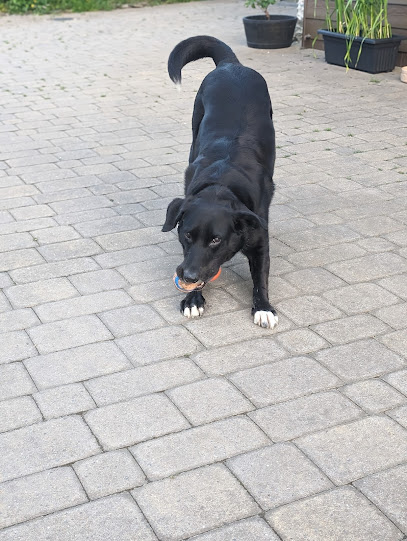 Oh My Dog Walking and Pet Sitting