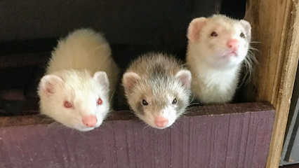 Ferret Farm Rescue and Boarding Center