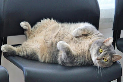 Gaslight Square Animal Hospital