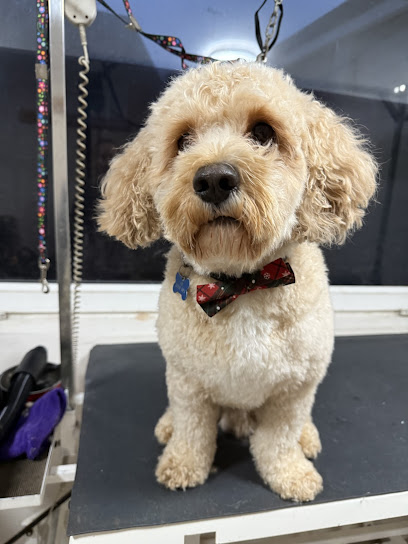 Posh paws grooming south