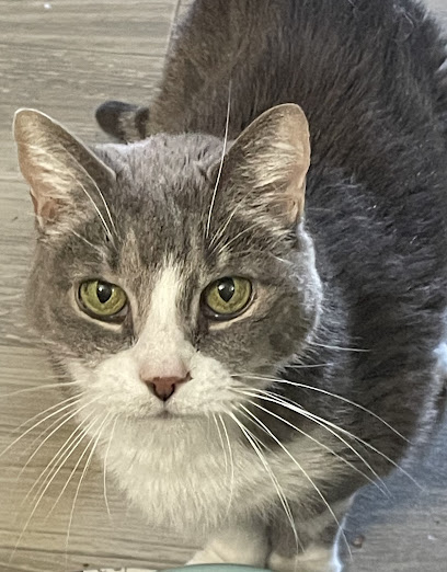 Lisa’s Pet Sitting Service