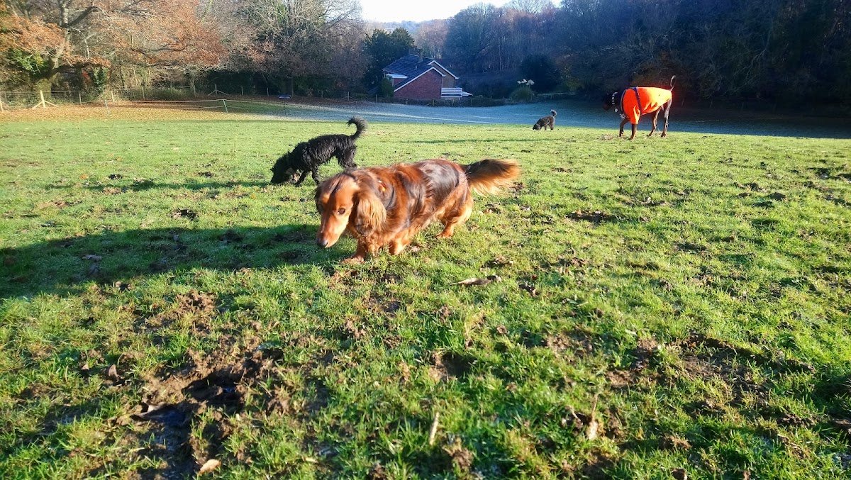 K9 Treks - Photo 2