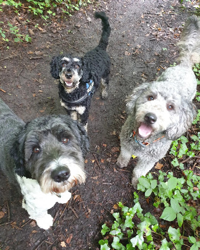 Buddiepet - Dog Walking, Dog Training & Pet First Aid Classes