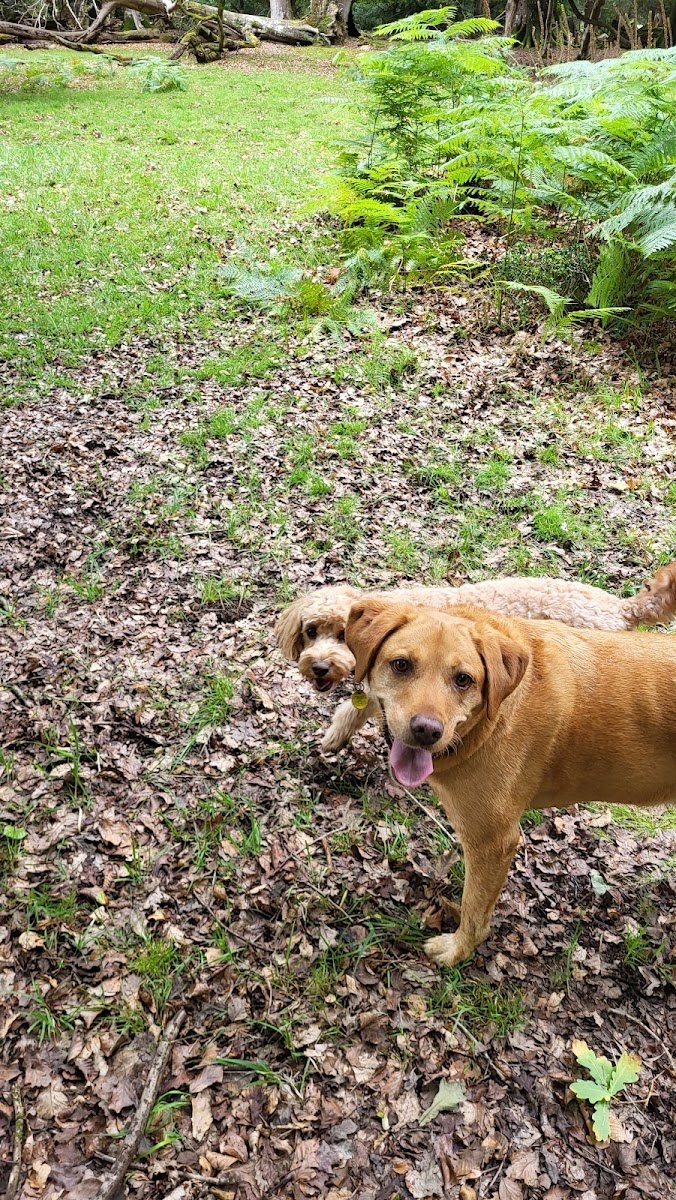 Animals2Go pet care service - Photo 2