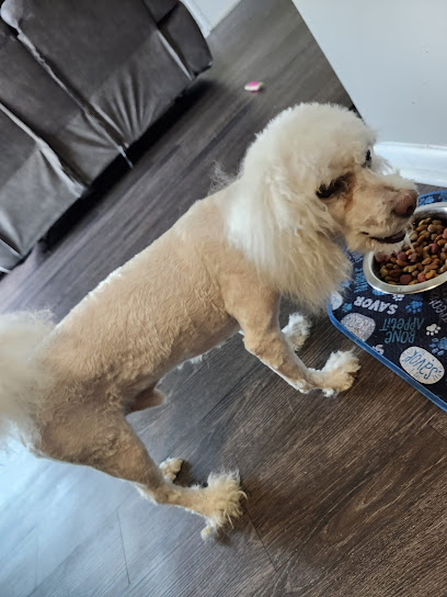 PetSmart Dog Training