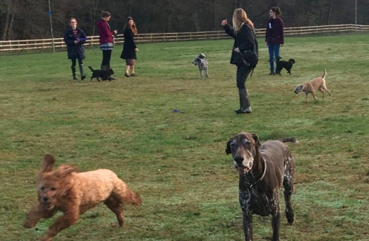 Waggin Walkers - Photo 2