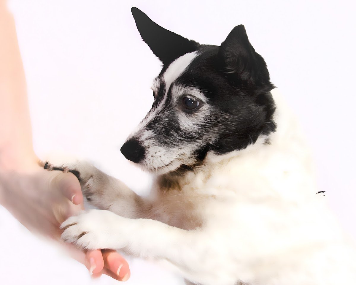 Solutions Canine Behaviour - Dog Behaviourist & Trainer - Photo 2