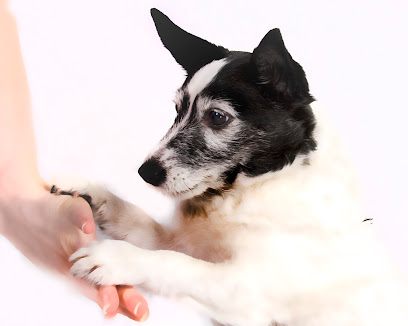 Solutions Canine Behaviour - Dog Behaviourist & Trainer