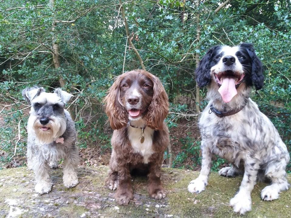 Forest Pet Services - Photo 2