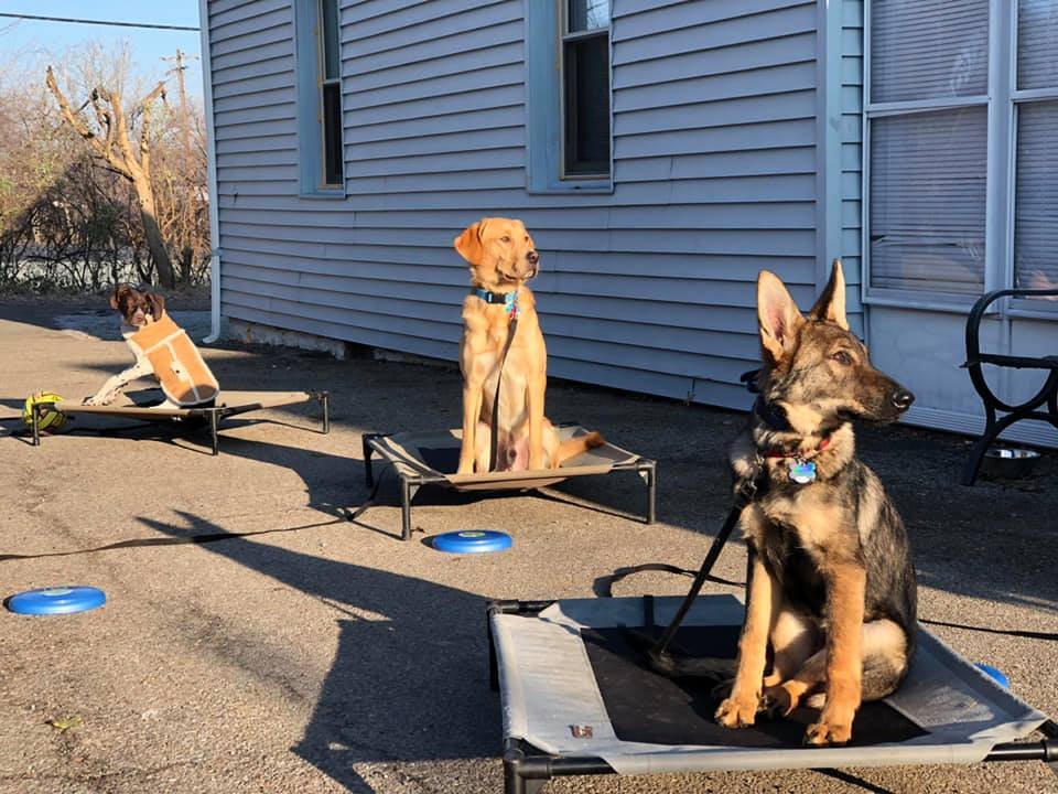 Bulletproof Dog Training - Photo 2