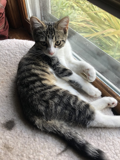 Paula's Pawsitive Pet Services, LLC