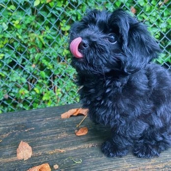 Pet School and Hotel