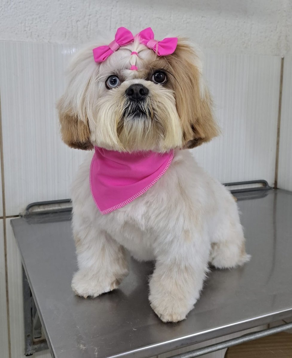 Le Petit - Pet Boutique