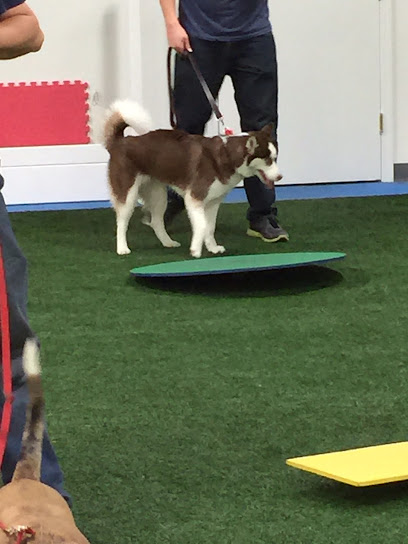 Competitive Edge Agility & Dog Sports - Pet Shop in Louisville