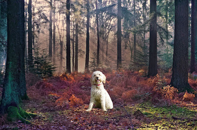 New Forest Dog Holidays