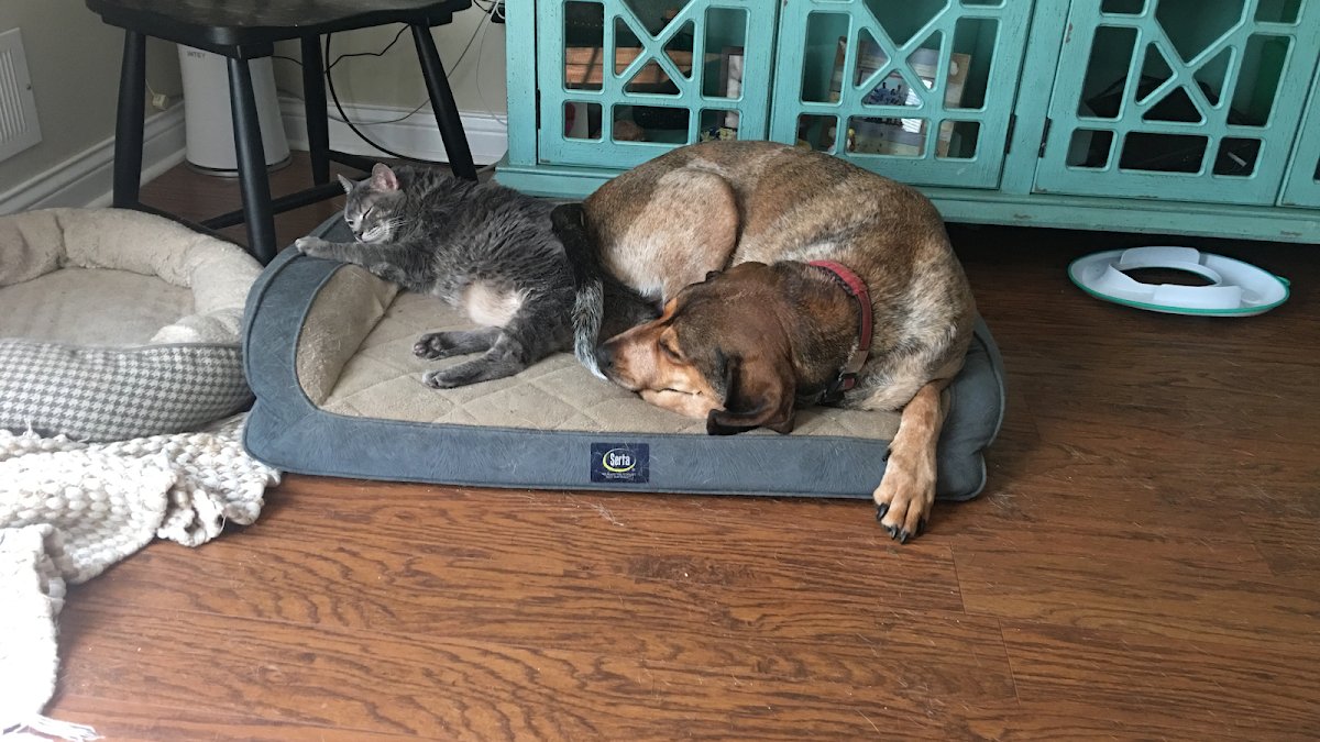 R & P Dog Daycare & Pet Boarding - Photo 2