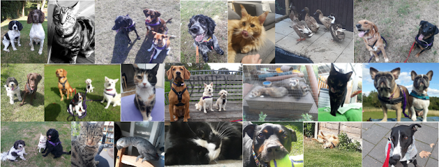 Paige's Pawfect Pet Sitting - Pet Shop in Reading