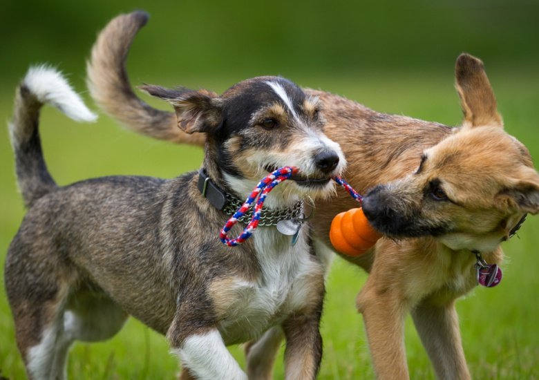 The Dog Training School - Photo 2