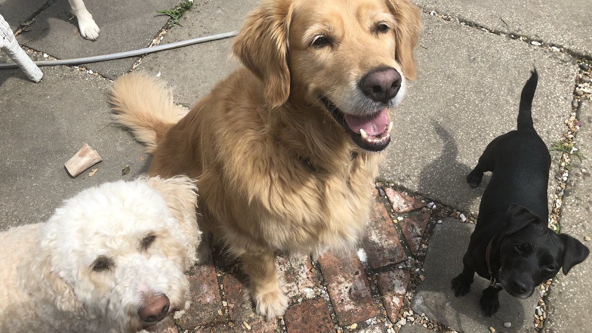 Oscar's Pals Pet Services - Photo 2