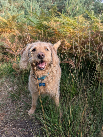 Wags of Adventure Dog Walking & Pet Care - Pet Shop in Reading