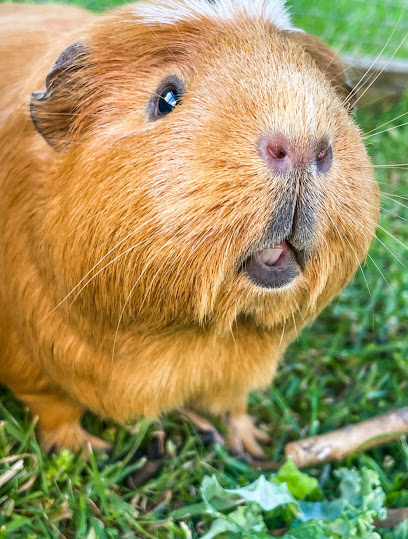 Nibbles and Tickles Pet Care - Pet Shop in Reading