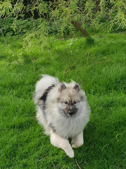 Pawsome pups - Pet Shop in Reading