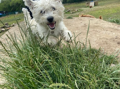 Bruce's Doggy Day Care - Pet Shop in Reading
