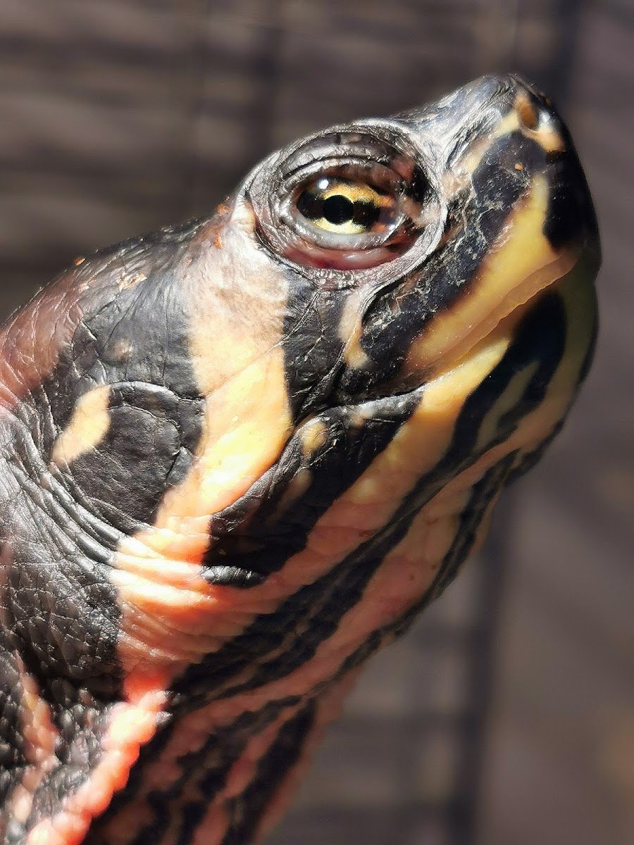 Shell-Tur Turtle & Reptile Rescue - Photo 2