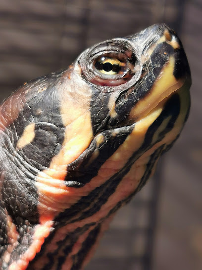 Shell-Tur Turtle & Reptile Rescue - Pet Shop in Reading