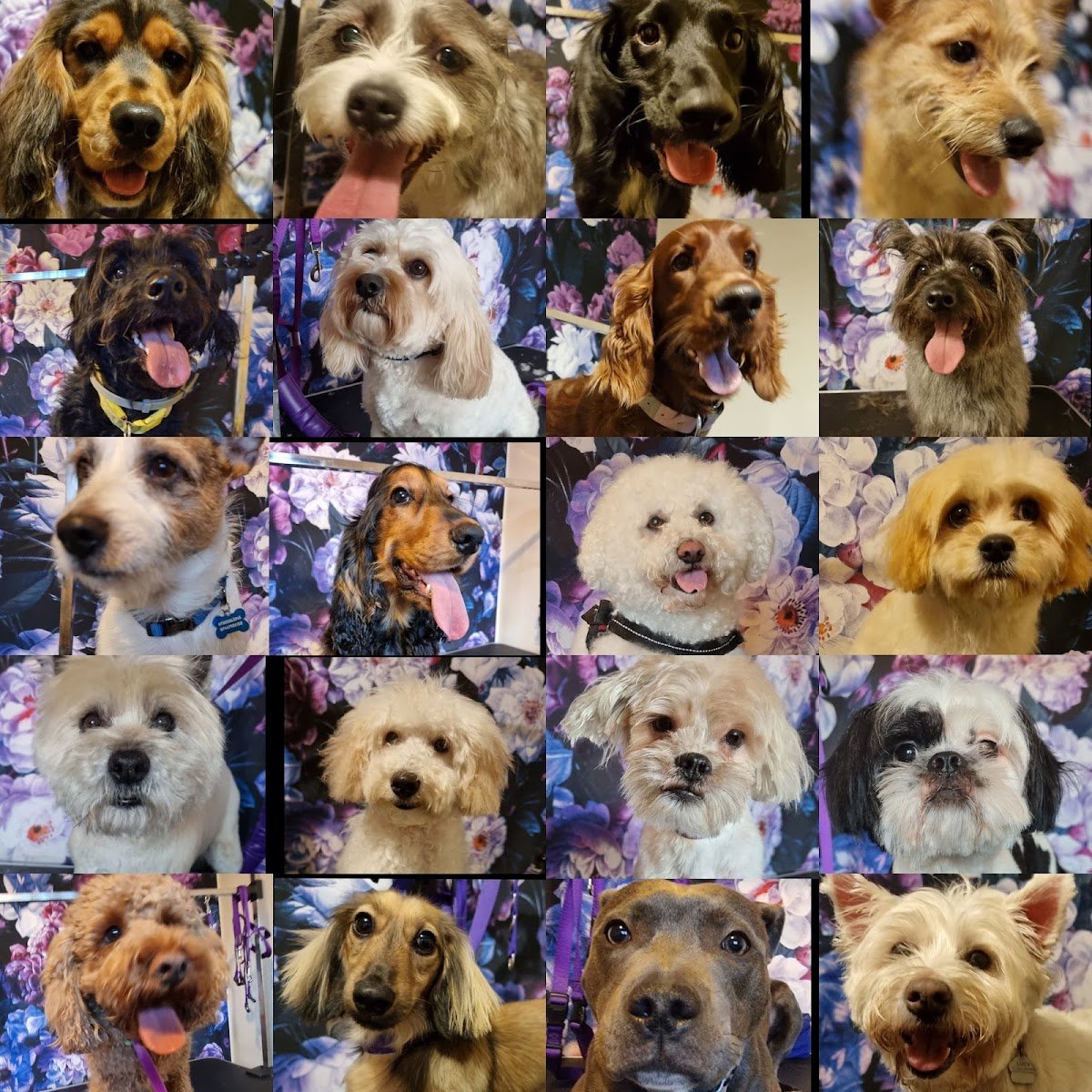 Smooch your Pooch - Dog Grooming - Photo 2