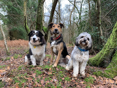 Dog Heaven Horsley Home Boarding - Pet Shop in Reading