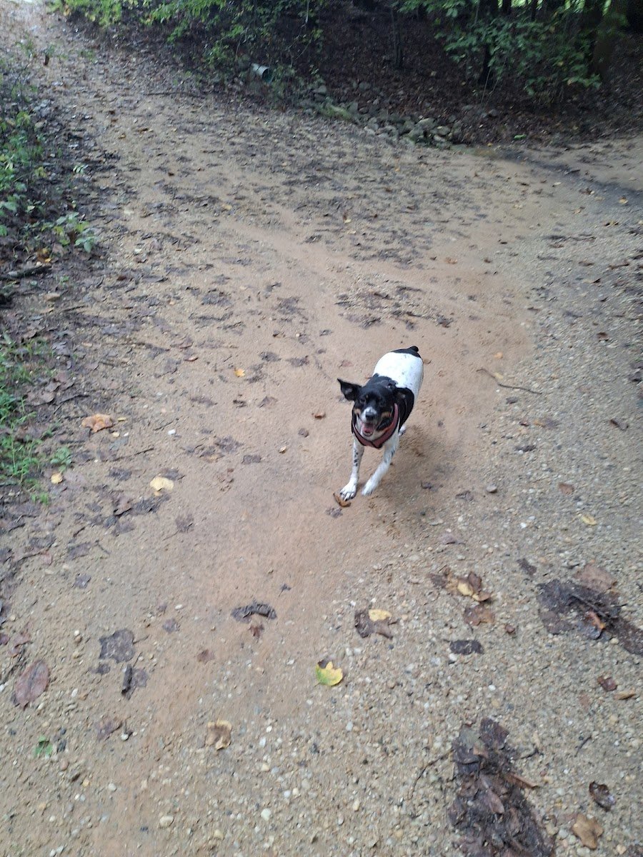 All About Dogs, LLC. - Photo 2