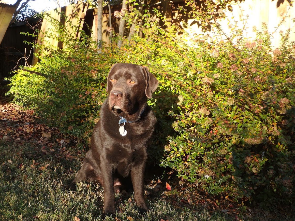 Free State Canine LLC - Photo 2
