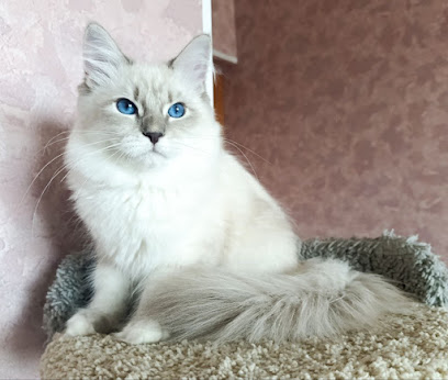 Camila's Purrfect Cattery