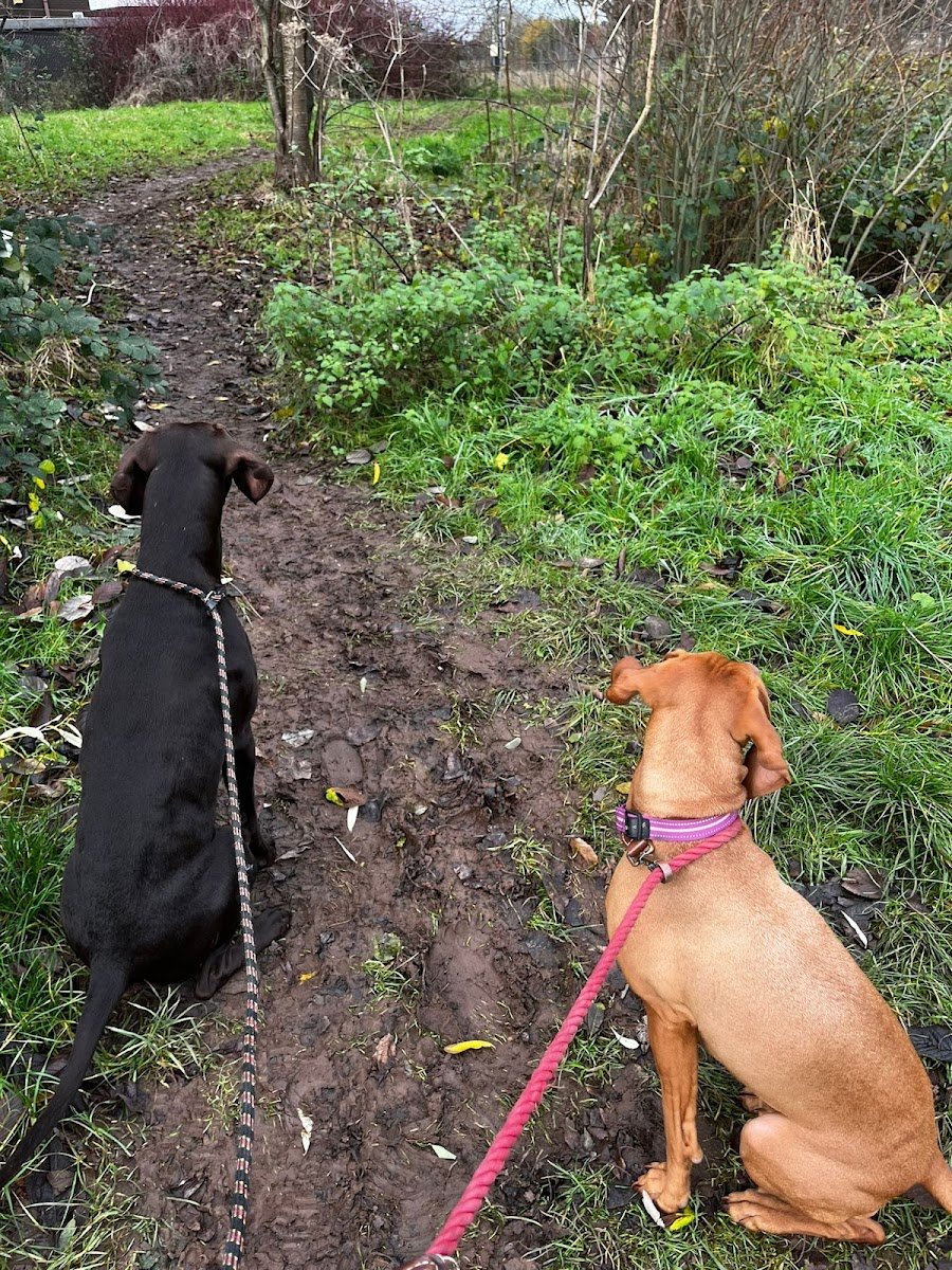 Kegworth K9 - Photo 2