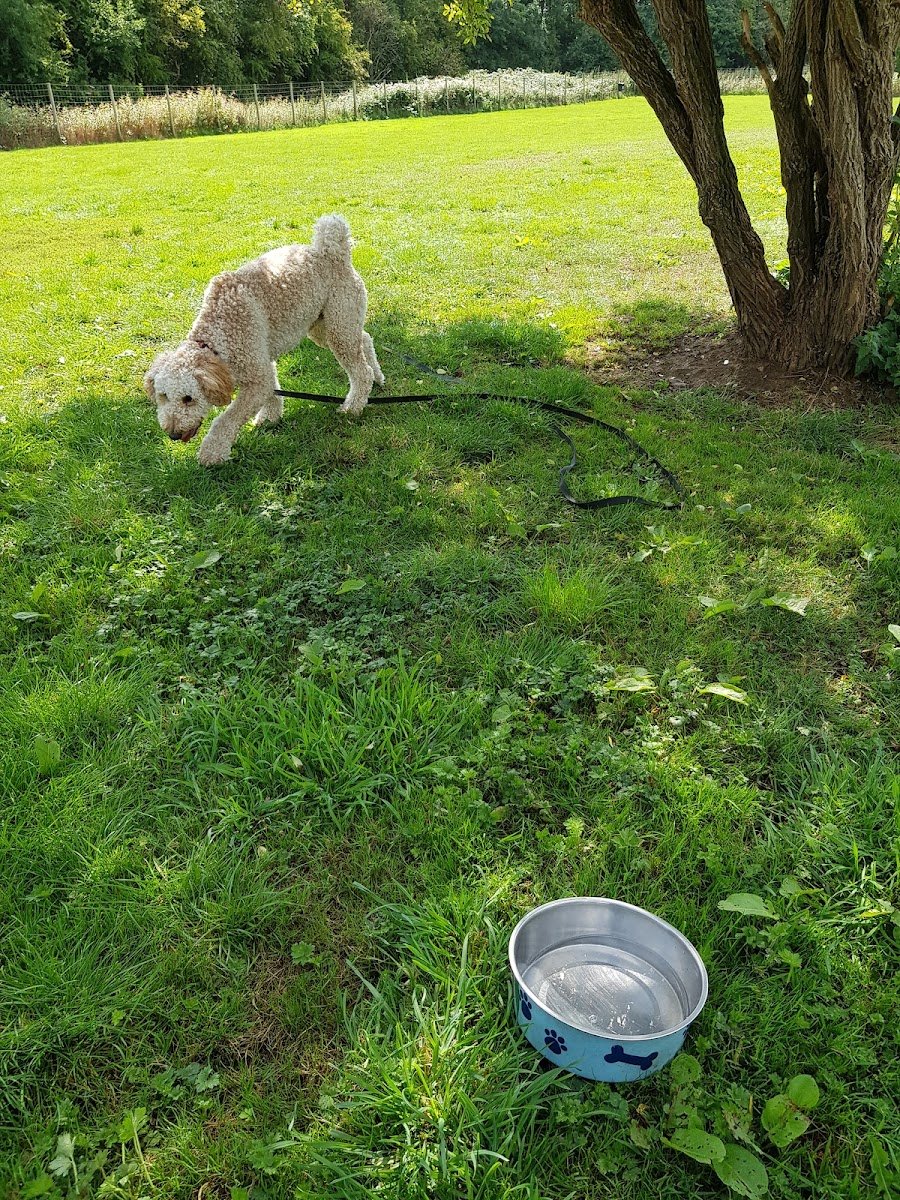 SecurePaws Derby - Photo 2