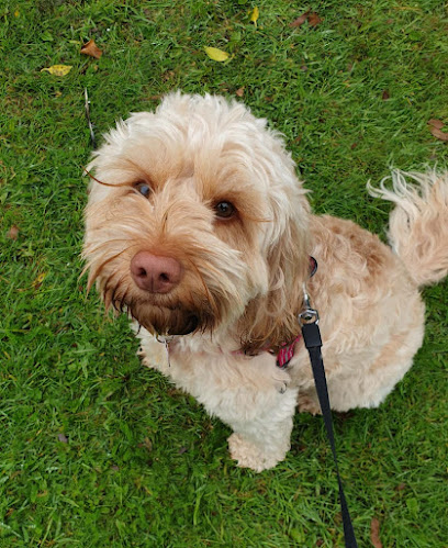 Walkies & Cuddles Mickleover Derby