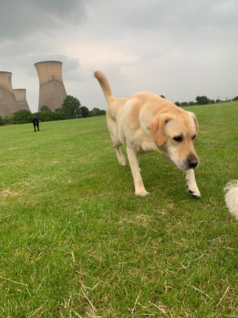 Happy paws - Photo 2