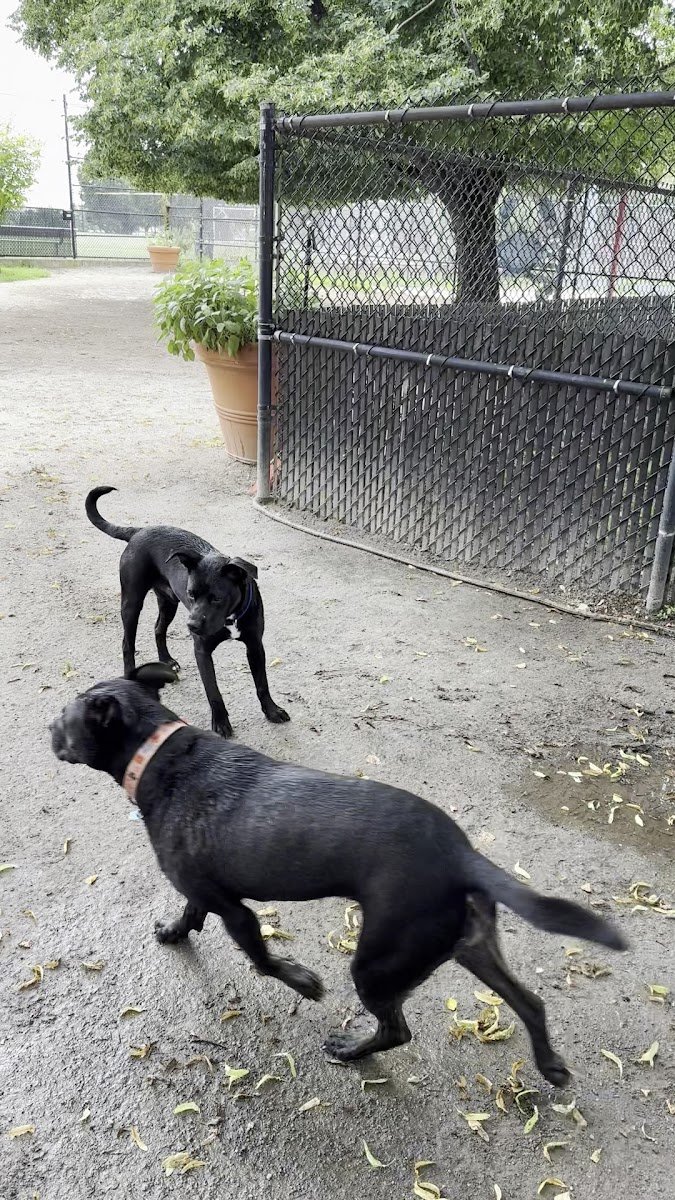 Canton Dog Park - Photo 2
