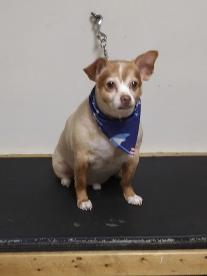 Barkin´ Lott Inc. Pet Grooming