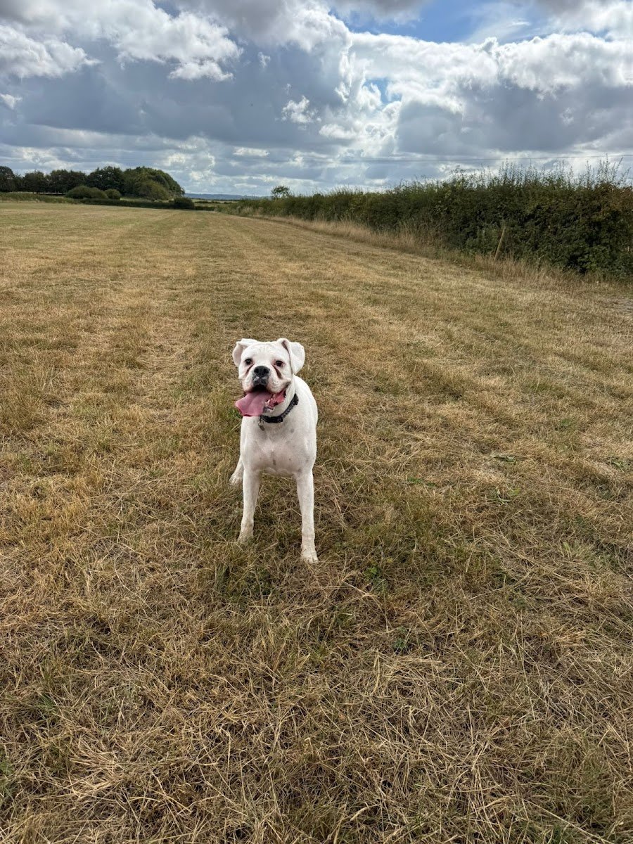Pettitt Pet Services - Photo 2