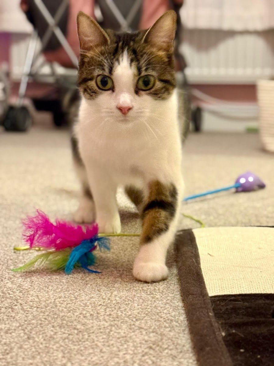 Hols Pets: Pet Services - Photo 2