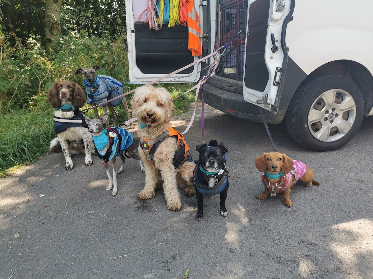 Daisy's Dog Walking - Photo 2