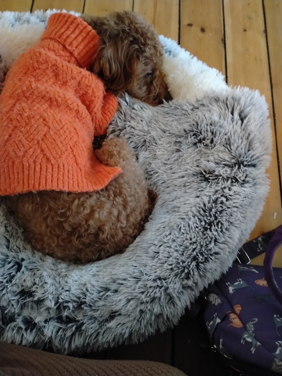 Chester's Angel - Photo 2
