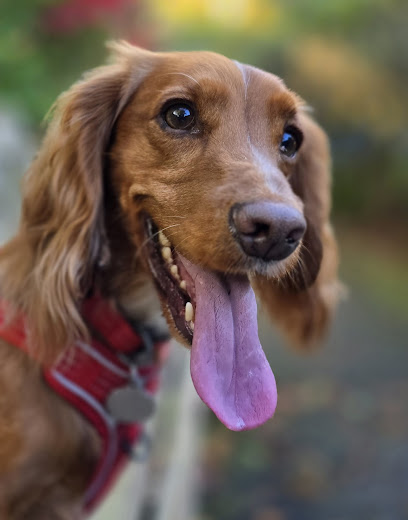 Woof Woof Wonderland