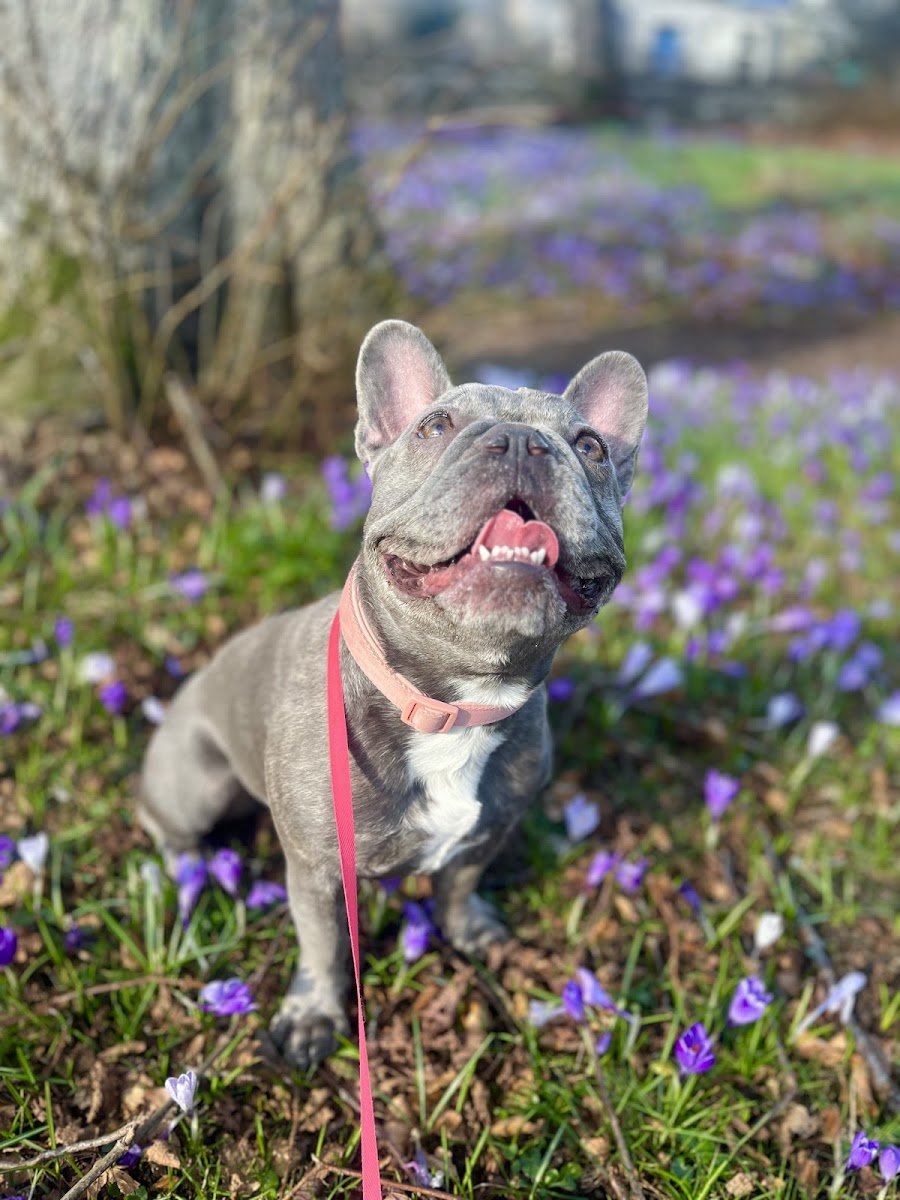 C & C Pet Services - Photo 2