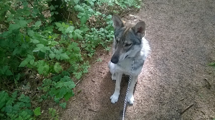 Alan's Dog Boarding & Daycare