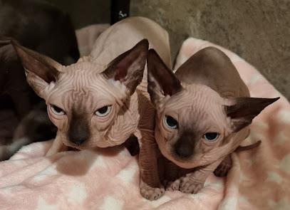 Awesome Cat Sitting Aberdeen